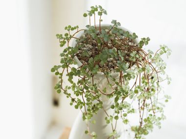 Interior_herb_HQ058