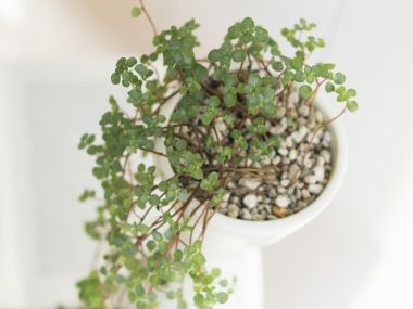 Interior_herb_HQ059