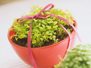 Interior_herb_HQ075