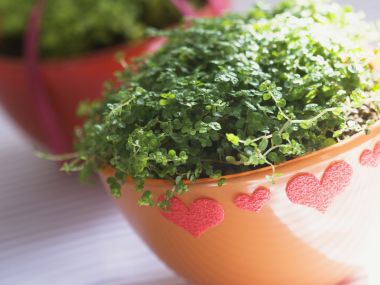 Interior_herb_HQ076