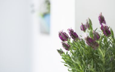 Interior Herb Hq081