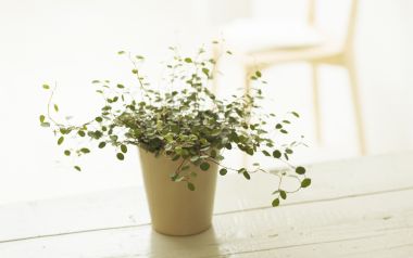 Interior Herb Hq082