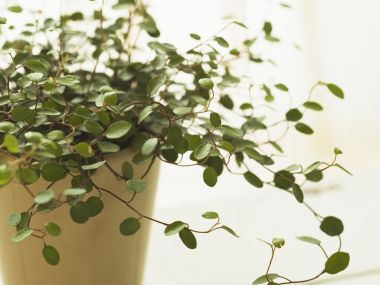Interior_herb_HQ084