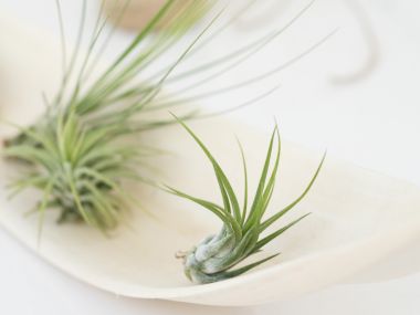 Interior_herb_HQ085