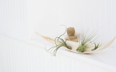 Interior Herb Hq086