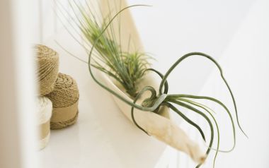 Interior Herb Hq087