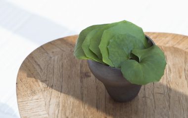 Interior Herb Hq098