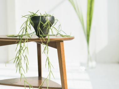 Interior_herb_HQ099