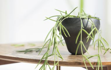 Interior Herb Hq101