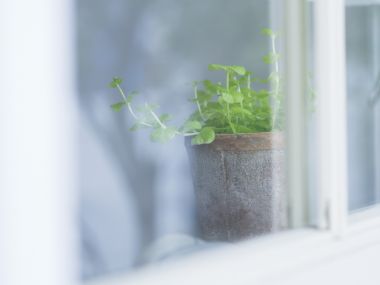 Interior_herb_HQ103