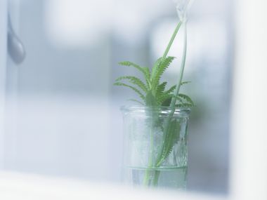 Interior_herb_HQ134