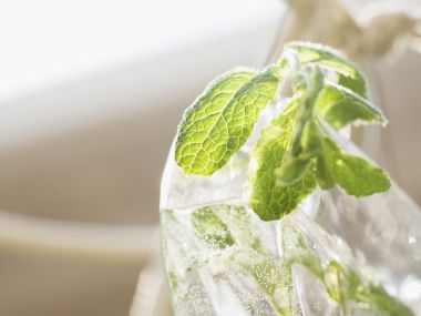 Interior_herb_HQ135