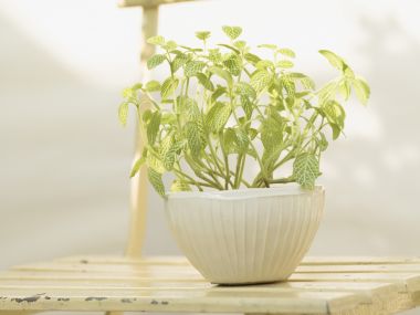 Interior_herb_HQ138