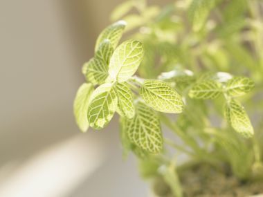 Interior_herb_HQ139