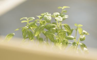 Interior Herb Hq142