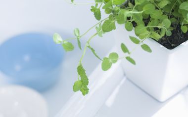 Interior Herb Hq154
