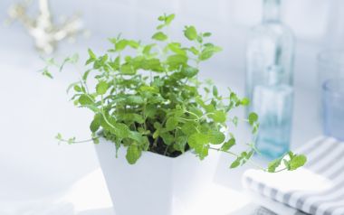 Interior Herb Hq156