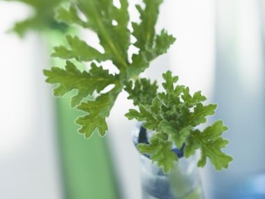 Interior_herb_HQ159