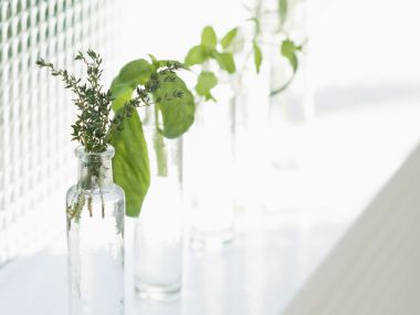 Interior_herb_HQ164