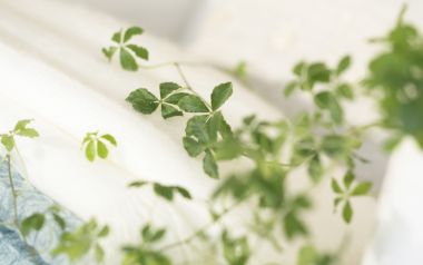 Interior Herb Hq168