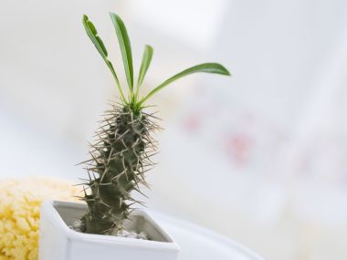Interior_herb_HQ173