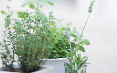 Interior Herb Hq182