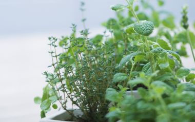 Interior Herb Hq183