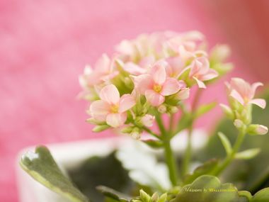 interior_sweet_flowers_art_11010
