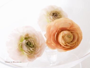interior_sweet_flowers_art_13001