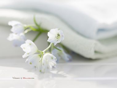 interior_sweet_flowers_art_14008