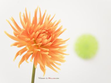 interior_sweet_flowers_art_14017