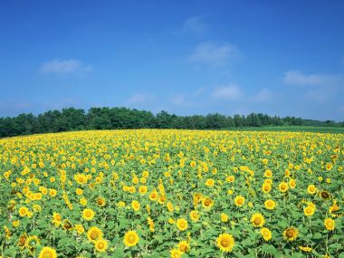 Japan-Hokkaido-Landscape-JF061_350A