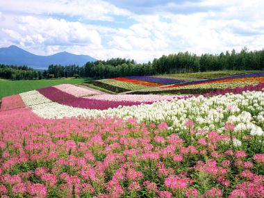 Japan-Hokkaido-Landscape-JF112_350A