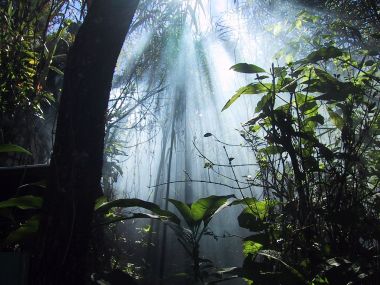 Jungle_Dreaming