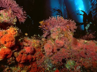 Kelp_Forest_San_Miguel_Island_Channel_Islands