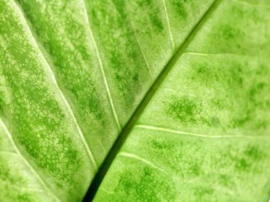 Leaf Viens X3 0013