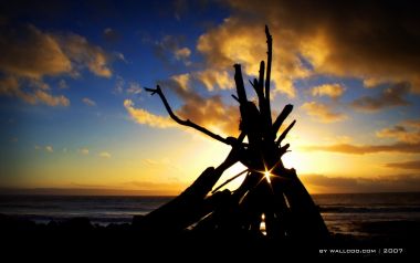 海滩夕阳下的枯木剪影