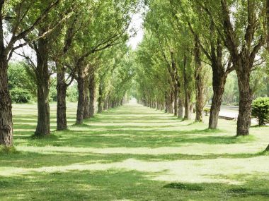 lined_up_trees_and_road_JA175_photo