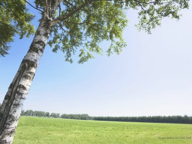 lone_tree_on_grassland_JA076_photo