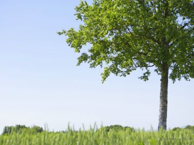 lone_tree_on_grassland_JA078_photo