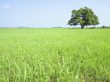 lone_tree_on_grassland_JA093_photo