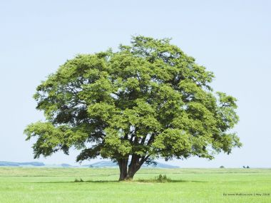 lone_tree_on_grassland_JA116_photo
