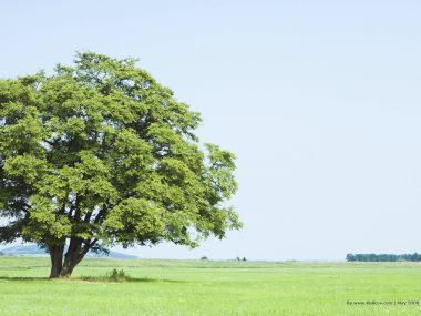 lone_tree_on_grassland_JA117_photo