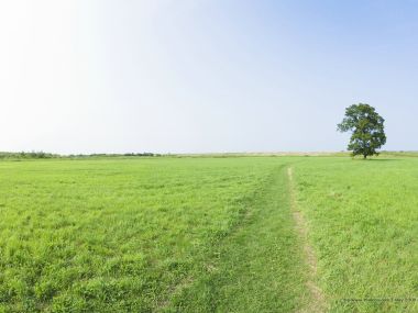 lone_tree_seen_on_a_vast_grassland_JA096_photo