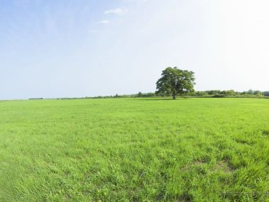 lone_tree_seen_on_a_vast_grassland_JA097_photo