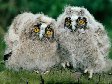 Long-Eared_Owl_Chicks