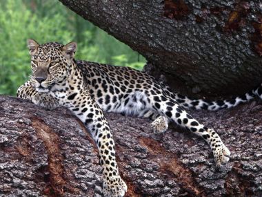 Lounging_Leopard