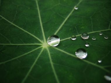 Magic_Leaf