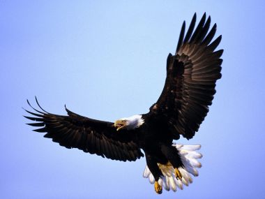Magnificent_Wings_Bald_Eagle