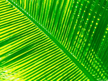 Maldives_Travel_03001